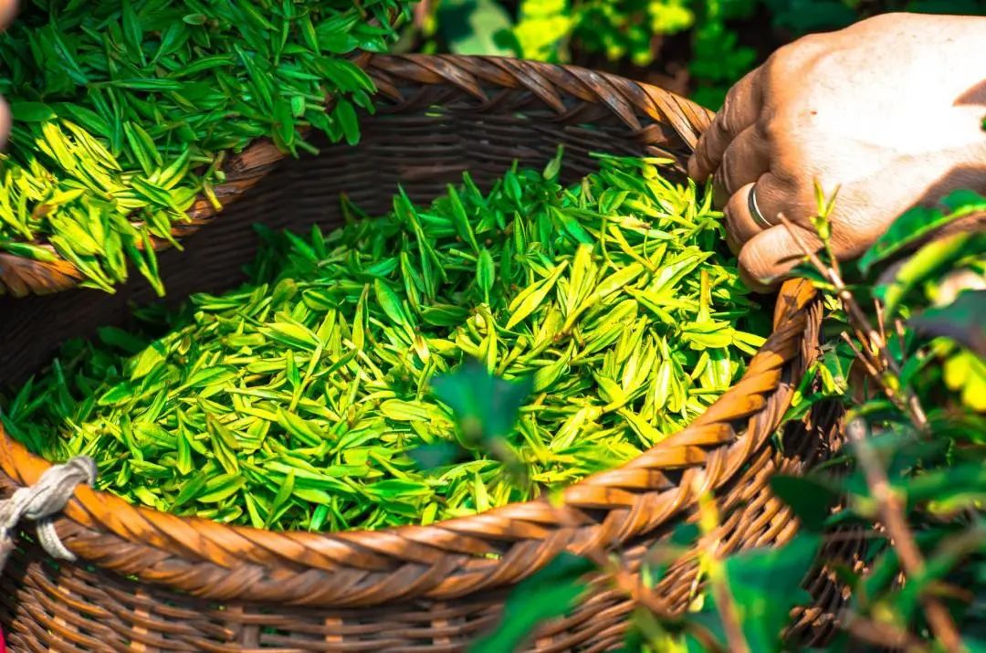 tea-1309015_1920.jpg 图片