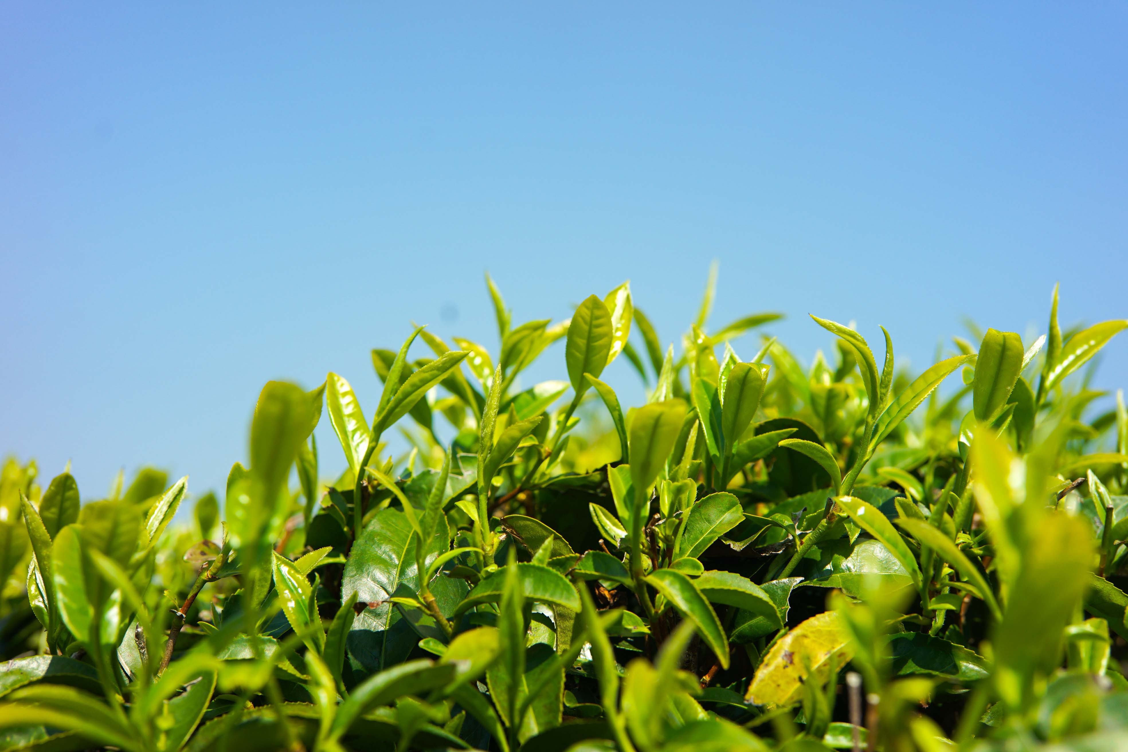 陆河茶。