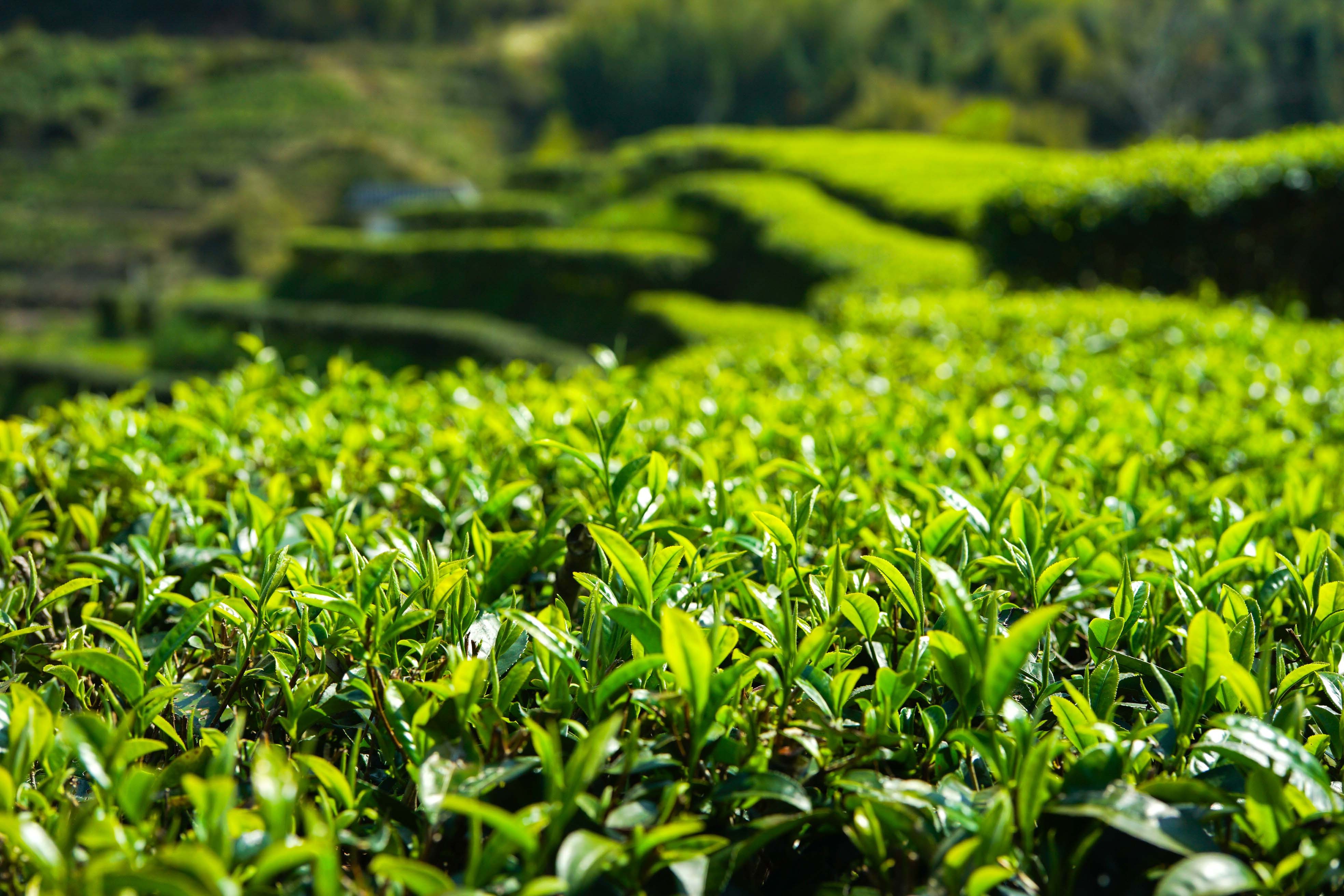 陆河茶。